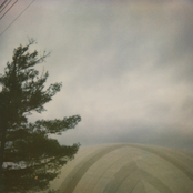 pine