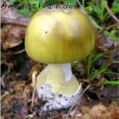 Amanita Phalloides