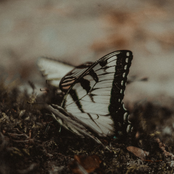 Magnolia Boulevard: Things Are Gonna Change