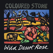Wild Desert Rose