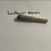 Sunflower Heaven