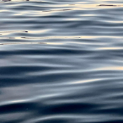 Fri Fugl, Fine Bølger