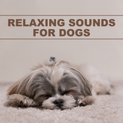 Relaxing Sounds for Dogs