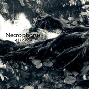 Sál by Necrophorus