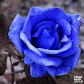 lofi sleep, lofi rain