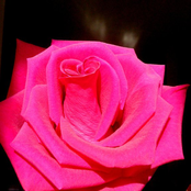 Trimester (Still Demos)