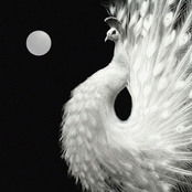 Yin and Yang