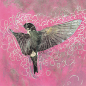 Lovesliescrushing: GIRL ECHO SUNS VEILS