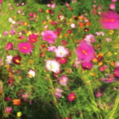 in sight of the shrike