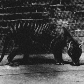 Thylacinus cynocephalus