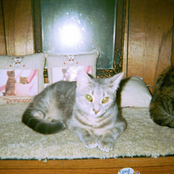 The Demonic Infant 12 cd set 2011