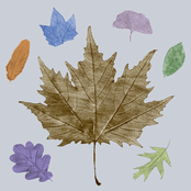 Fallen leaves