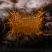 Holistic Metabolic Reconfiguration