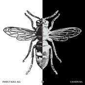 Insect Kill All