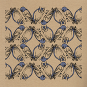 The Asheville Squints