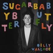 Sugar Baby Butterfly