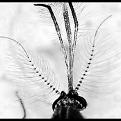 Culicidae & Phyllomedusa