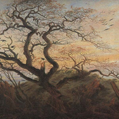 Crossing the Wild Wild "Oak Wood"