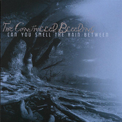 Can You Smell the Rain Between