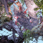 Kingdom: Tears in the Club