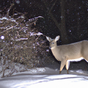 Chronic Wasting Disease