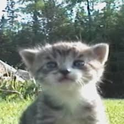 I will follow you anywhere