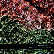 [ AMBROSIA ]
