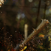 Night-blooming Jasmine