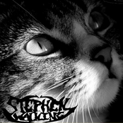 Kitties And The Apocalypse by Stephen Walking