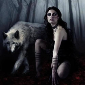 Northern Wolf