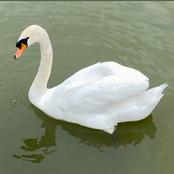 Runo Plum: till i go red