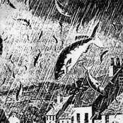The Rain Of Fish