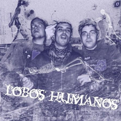 lobos humanos