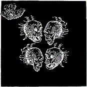 Owl Vision - Fields Of Corpses (Fckn Crew RMX)