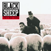 Black Sheep: A Wolf In Sheeps Clothing