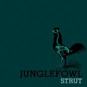 Junglefowl: Strut