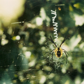 Gleemer: Here at All