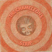 Paradiso by The Chameleons