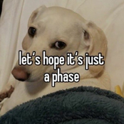 homophobic dog Realizes it's Homosexuality