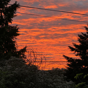 Nursed on the Witch's Blood