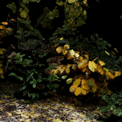 Oklou: For the Beasts