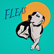 Fleas