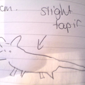 slight tapir