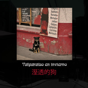 Perro mojado