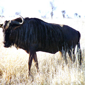 Sketches (Unfinished Bits)