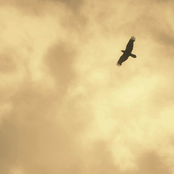 Let One Bird Sing