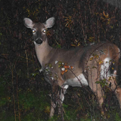 My Tongue, Made White With Mint