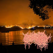 Laceration of the Skin