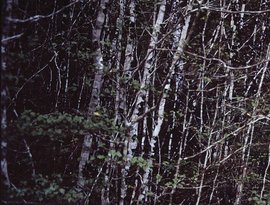 Avatar for Birches