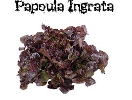 Papoula Ingrata 的头像